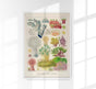 Great Barrier Reef Alcyonaria Nr 10 – Kunstdruck Korallen