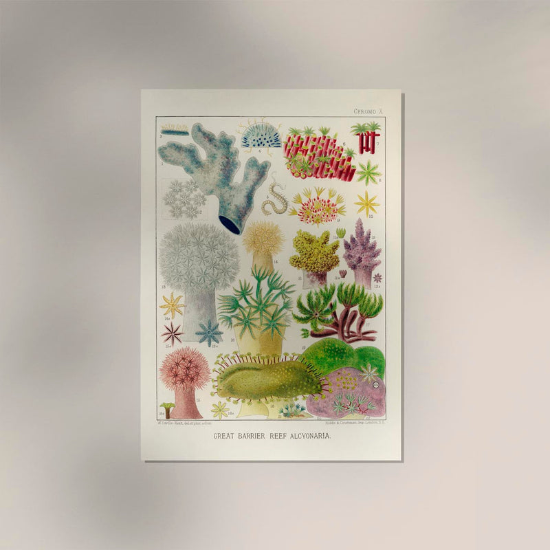 Great Barrier Reef Alcyonaria Nr 10 – Kunstdruck Korallen — Ansicht 2