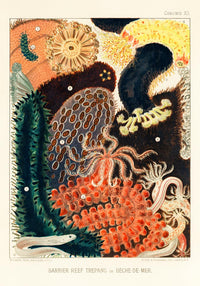 Great Barrier Reef Trepang No. 12 Poster – Marine Biology Art Print — Ansicht 3