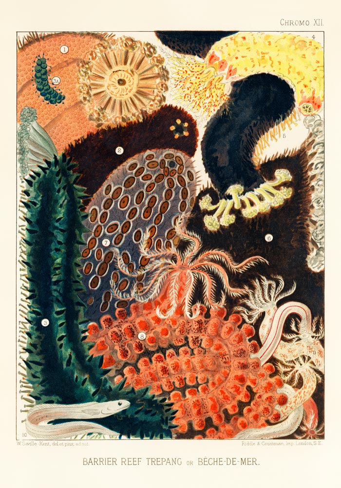 Great Barrier Reef Trepang No. 12 Poster – Marine Biology Art Print — Ansicht 3