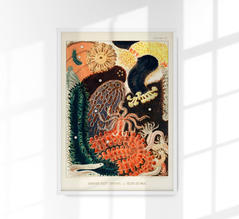 Great Barrier Reef Trepang No. 12 Poster – Marine Biology Art Print — Patroa Studio
