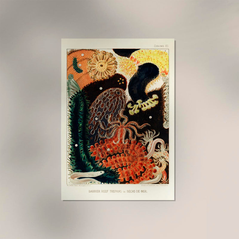 Great Barrier Reef Trepang No. 12 Poster – Marine Biology Art Print — Ansicht 2