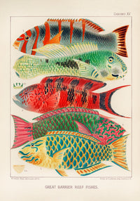 Great Barrier Reef Fishes No. 15 – Art Print Poster by Patroa Studio — Ansicht 3