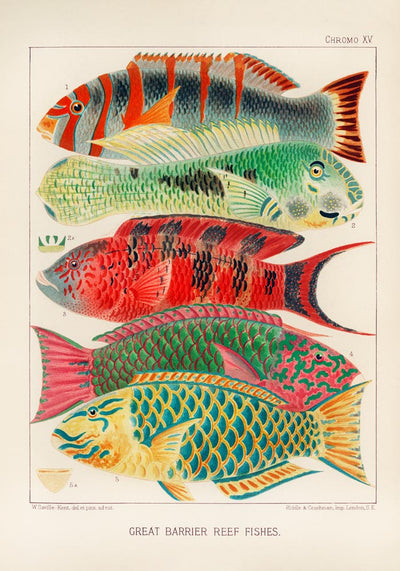 Great Barrier Reef Fishes No. 15 – Art Print Poster by Patroa Studio