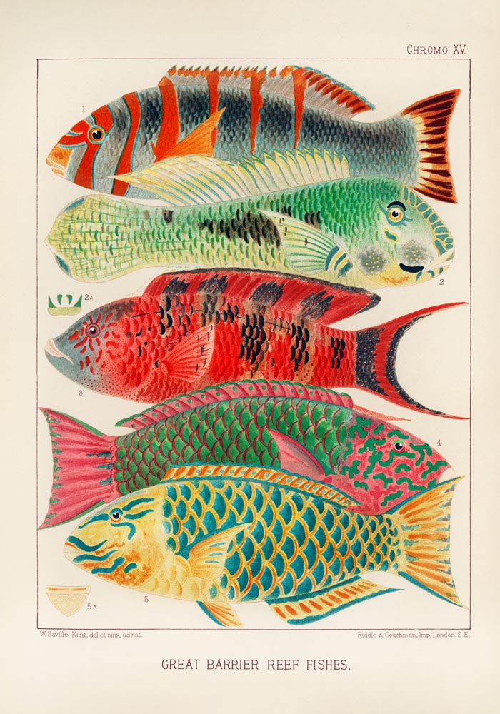 Great Barrier Reef Fishes No. 15 – Art Print Poster by Patroa Studio — Ansicht 3