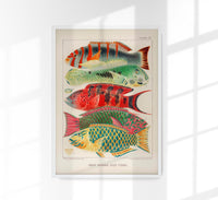 Great Barrier Reef Fishes No. 15 – Art Print Poster by Patroa Studio — Ansicht 1