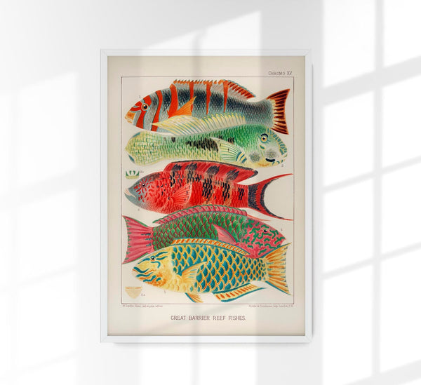 Great Barrier Reef Fishes No. 15 – Art Print Poster by Patroa Studio