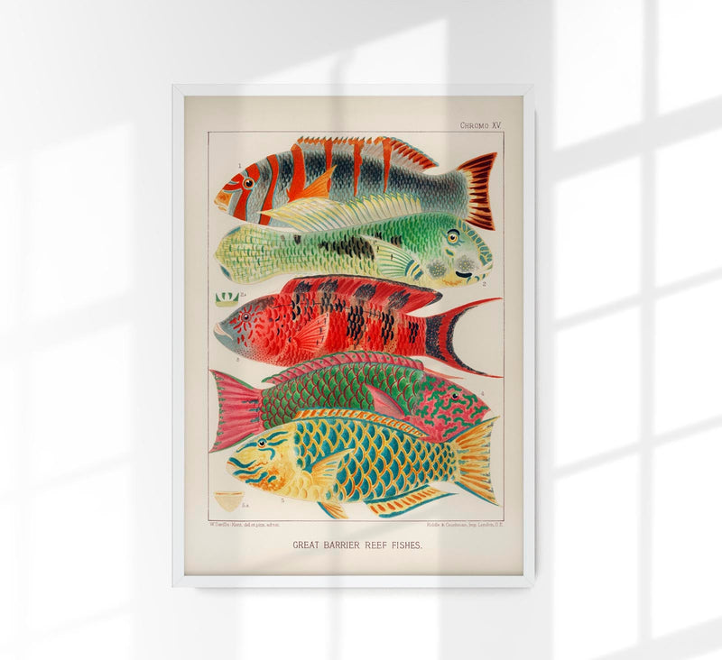 Great Barrier Reef Fishes No. 15 – Art Print Poster by Patroa Studio — Patroa Studio
