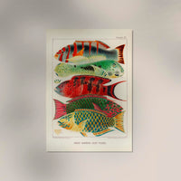 Great Barrier Reef Fishes No. 15 – Art Print Poster by Patroa Studio — Ansicht 2