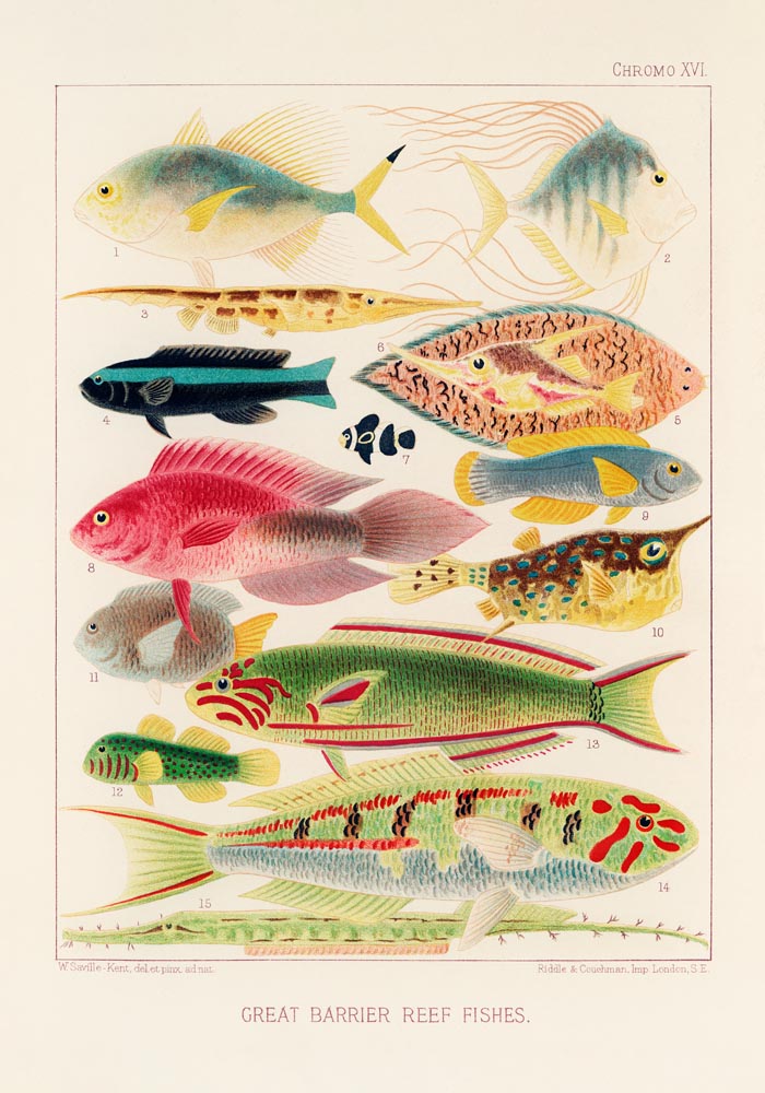 Great Barrier Reef Fishes Nr 16 Kunstdruck – Handgefertigt Berlin — Ansicht 3