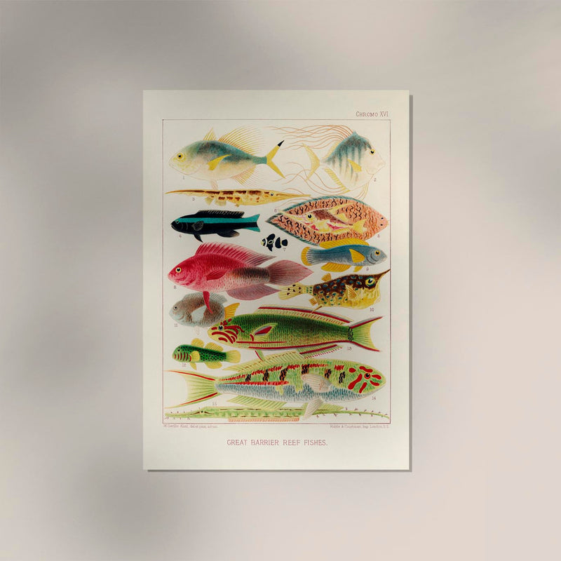 Great Barrier Reef Fishes Nr 16 Kunstdruck – Handgefertigt Berlin — Ansicht 2