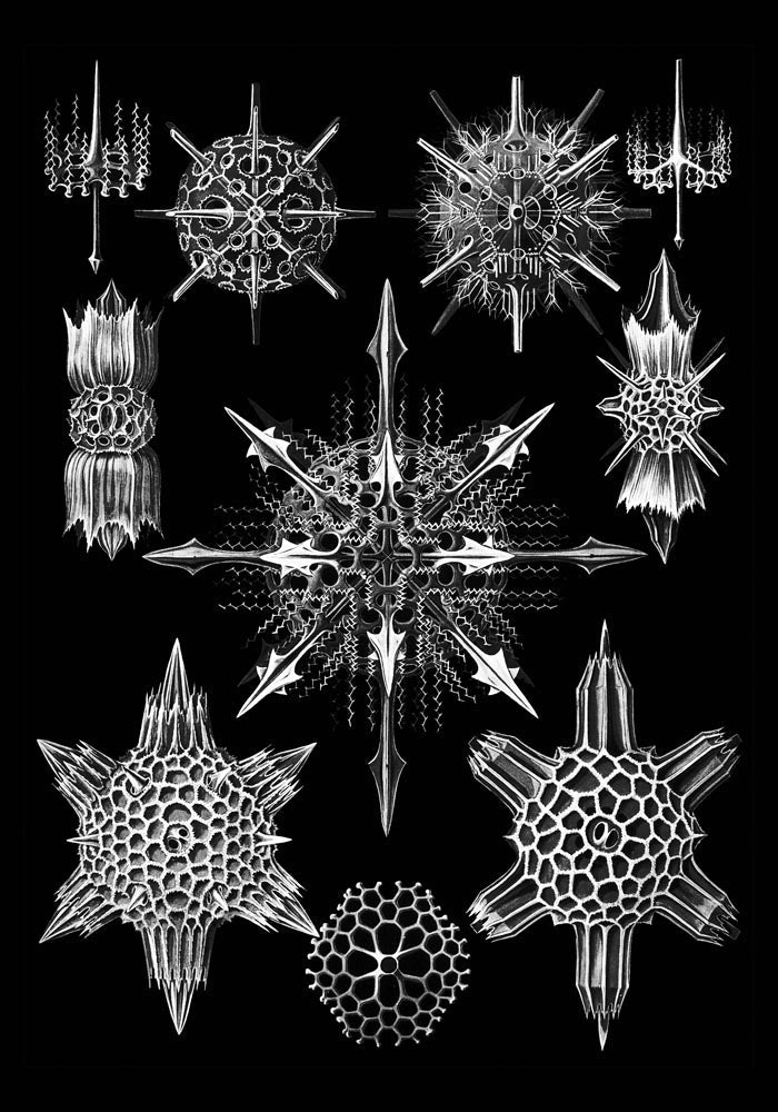 Ernst Haeckel Acanthophracta Poster – Naturillustration Fine Art Print — Ansicht 3