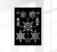 Ernst Haeckel Acanthophracta Poster – Naturillustration Fine Art Print — Ansicht 1