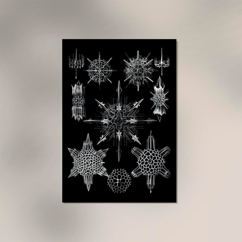 Ernst Haeckel Acanthophracta Poster – Naturillustration Fine Art Print — Ansicht 2