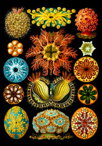 Colourful Corals Embryology – Fine Art Print Ernst Haeckel Ausstellungsposter — Ansicht 3