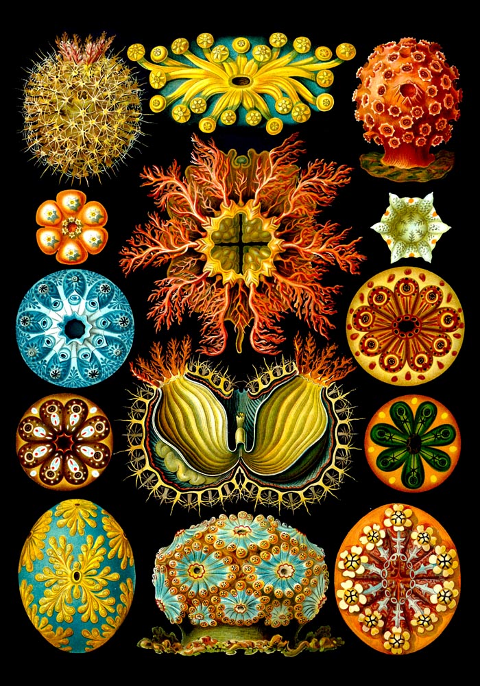 Colourful Corals Embryology – Fine Art Print Ernst Haeckel Ausstellungsposter — Ansicht 3