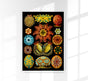 Colourful Corals Embryology – Fine Art Print Ernst Haeckel Ausstellungsposter