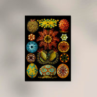 Colourful Corals Embryology – Fine Art Print Ernst Haeckel Ausstellungsposter — Ansicht 2