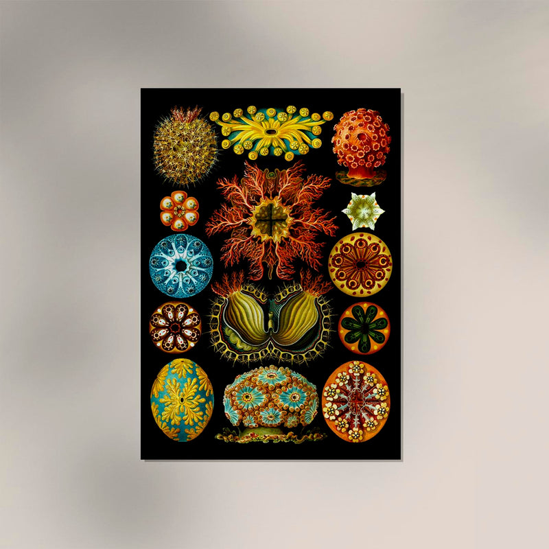 Colourful Corals Embryology – Fine Art Print Ernst Haeckel Ausstellungsposter — Ansicht 2