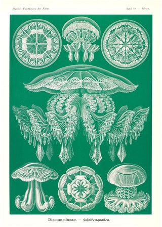 Discomedusae Green Jellyfish – Ernst Haeckel Poster mit Rahmenbordüre | Fine Art Print | Wissenschaftliche Meereskunst