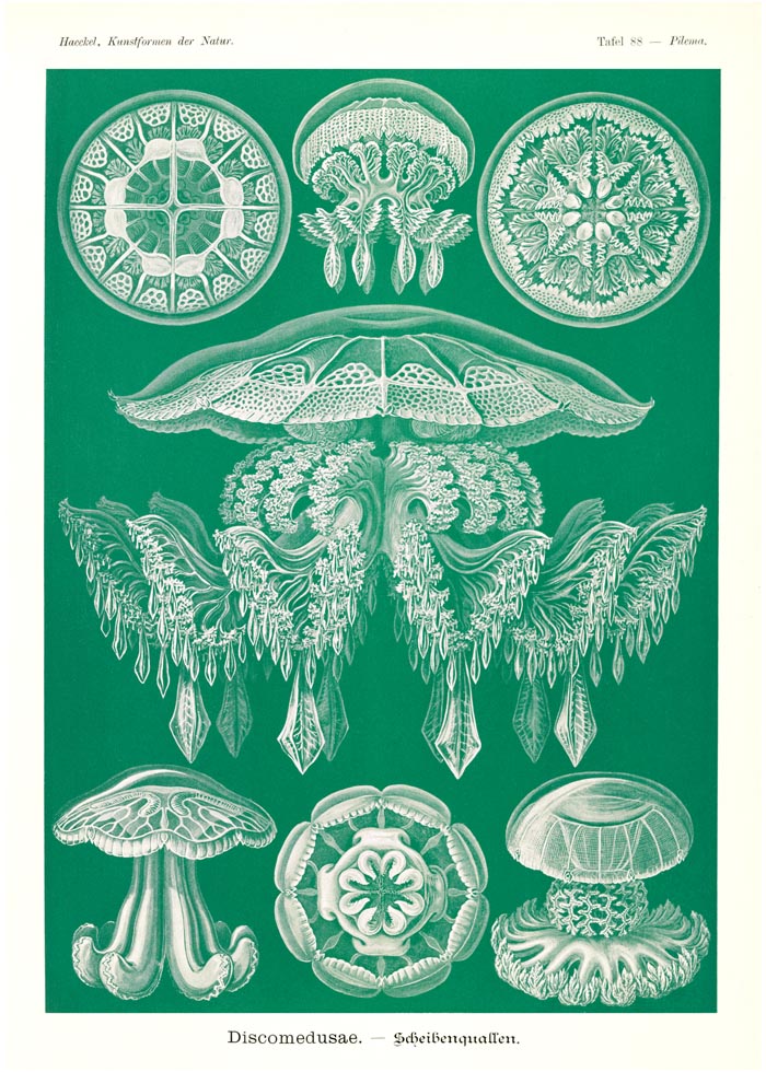 Discomedusae Green Jellyfish – Ernst Haeckel Poster Fine Art Print | Scientific Ocean Art — Ansicht 3