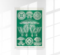Discomedusae Green Jellyfish – Ernst Haeckel Poster Fine Art Print | Scientific Ocean Art — Ansicht 1