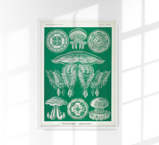 Discomedusae Green Jellyfish – Ernst Haeckel Poster mit Rahmenbordüre | Fine Art Print | Wissenschaftliche Meereskunst