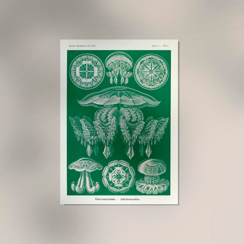 Discomedusae Green Jellyfish – Ernst Haeckel Poster Fine Art Print | Scientific Ocean Art — Ansicht 2