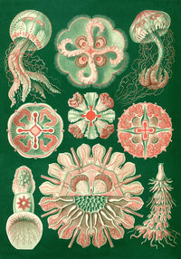 Discomedusae Schweibenquallen Green Pink Poster – Hernst Haeckel — Ansicht 3