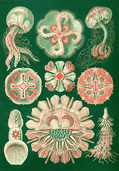 Discomedusae Schweibenquallen Green Pink Poster – Hernst Haeckel