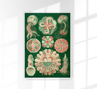 Discomedusae Schweibenquallen Green Pink Poster – Hernst Haeckel — Ansicht 1