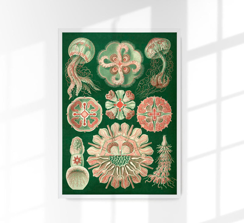 Discomedusae Schweibenquallen Green Pink Poster – Hernst Haeckel — Patroa Studio