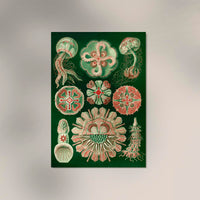 Discomedusae Schweibenquallen Green Pink Poster – Hernst Haeckel — Ansicht 2