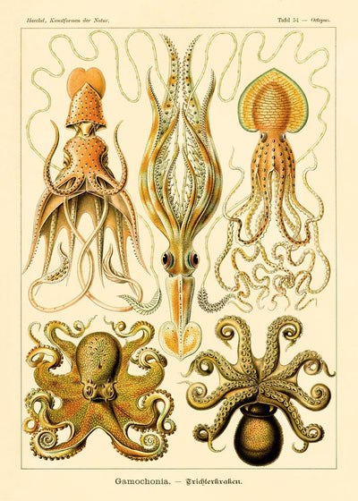 Gamochonia by Ernst Haeckel Poster – Marine Biology & Art Nouveau | Fine Art Print | Canvas