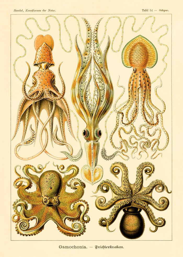 Gamochonia by Ernst Haeckel Poster – Marine Biology & Art Nouveau | Fine Art Print | Canvas — Ansicht 4