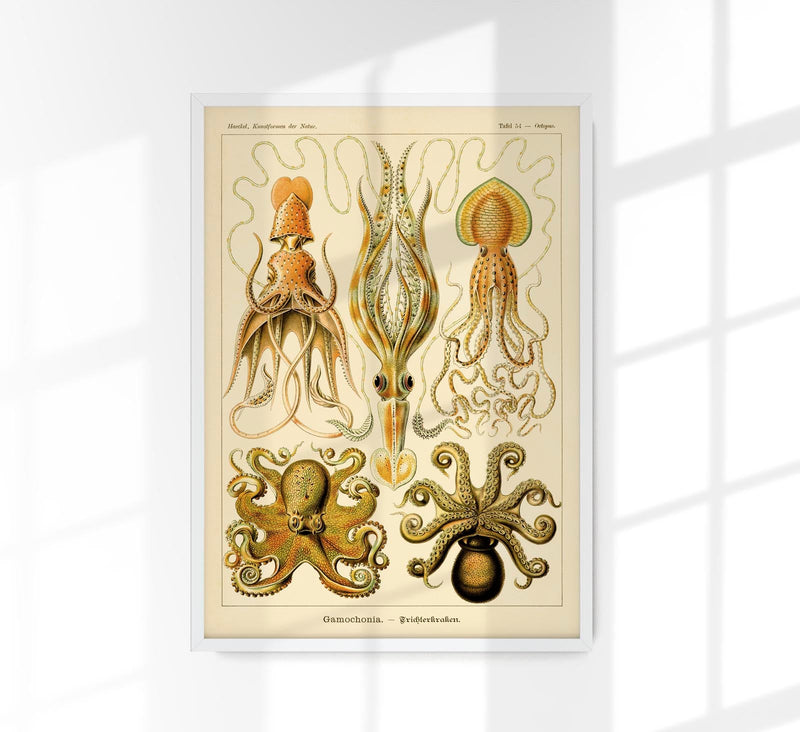Gamochonia by Ernst Haeckel Poster – Marine Biology & Art Nouveau | Fine Art Print | Canvas — Patroa Studio
