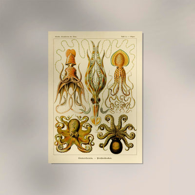 Gamochonia by Ernst Haeckel Poster – Marine Biology & Art Nouveau | Fine Art Print | Canvas
