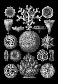 Hexacoralla by Haeckel Poster – Fine Art Print UV-beständig Atelierdruck — Ansicht 3