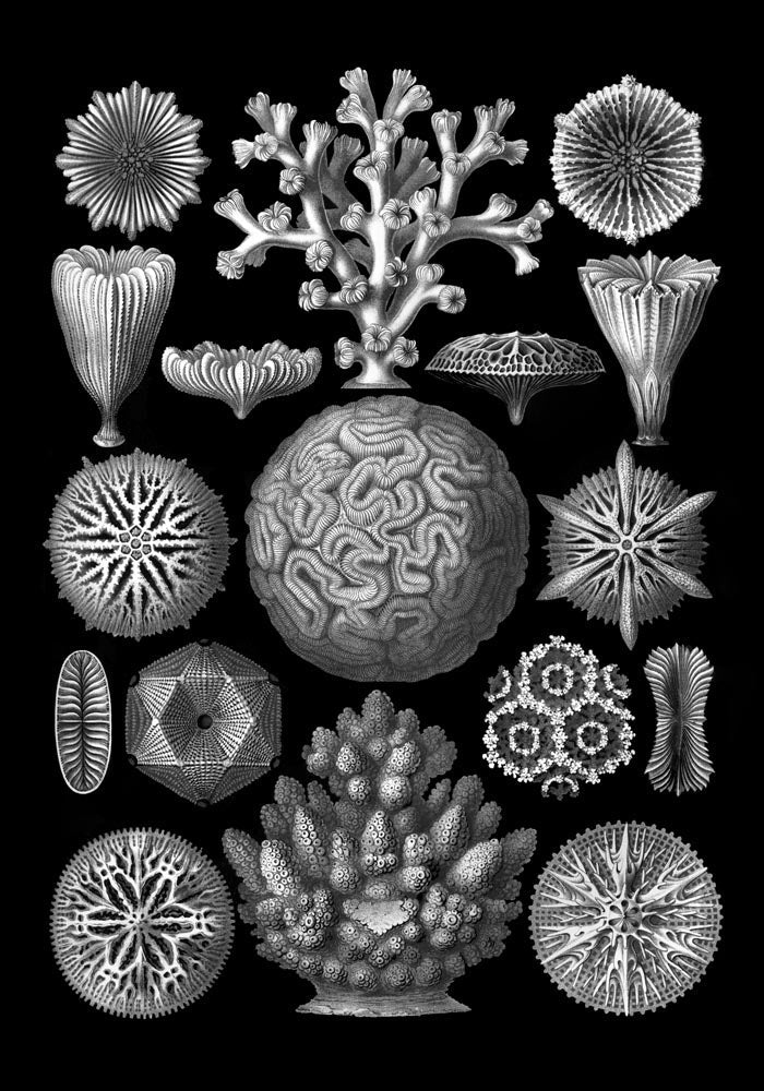 Hexacoralla by Haeckel Poster – Fine Art Print UV-beständig Atelierdruck — Ansicht 3