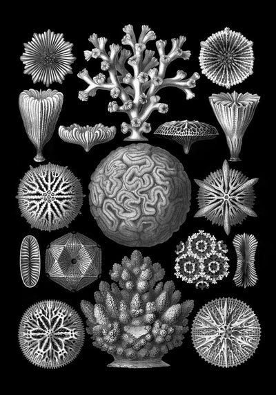 Hexacoralla by Haeckel Poster – Fine Art Print UV-Resistant Studio Print