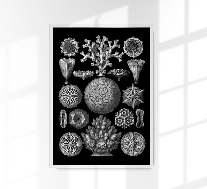 Hexacoralla by Haeckel Poster – Fine Art Print UV-beständig Atelierdruck — Patroa Studio