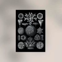 Hexacoralla by Haeckel Poster – Fine Art Print UV-beständig Atelierdruck — Ansicht 2
