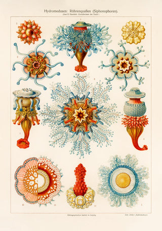 Ernest Haeckel Hydromedusen Röhrenquallen Poster – Faszinierende Tiefsee-Illustration | Wissenschaftlich Präzise | Ästhetisch Elegant