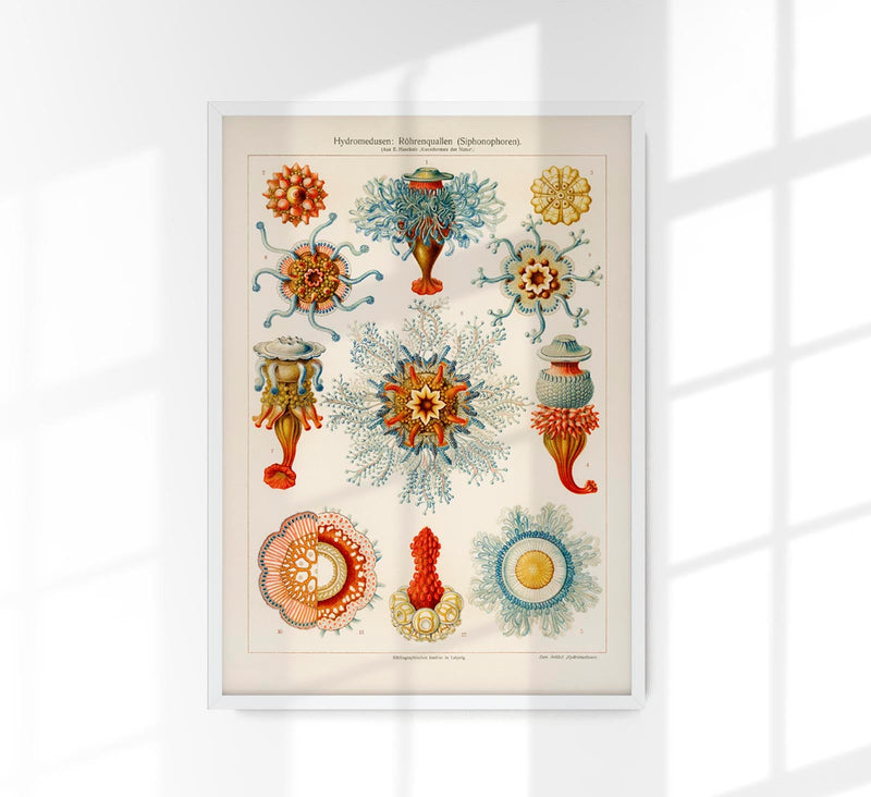 Ernest Haeckel Hydromedusae Siphonophores Poster – Scientific Illustration — Patroa Studio