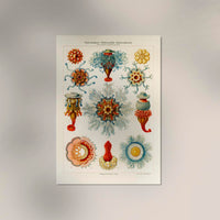 Ernest Haeckel Hydromedusae Siphonophores Poster – Scientific Illustration — Ansicht 2
