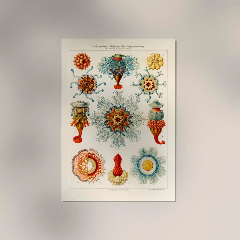 Ernest Haeckel Hydromedusae Siphonophores Poster – Scientific Illustration — Ansicht 2
