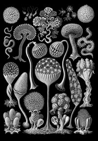 Mycetozoa by Ernst Haeckel Poster – Scientific Illustration Fine Art Edition — Ansicht 3