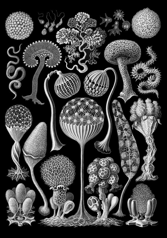 Mycetozoa by Ernst Haeckel Poster – Scientific Illustration Fine Art Edition — Ansicht 3
