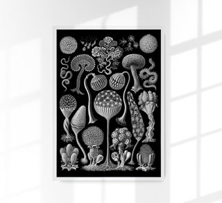Mycetozoa by Ernst Haeckel Poster – Wissenschaftliche Illustration | Kunstformen der Natur | Fine Art Edition