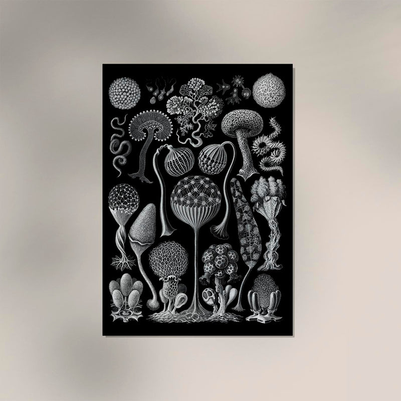 Mycetozoa by Ernst Haeckel Poster – Scientific Illustration Fine Art Edition — Ansicht 2